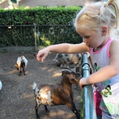 Dieren voeren