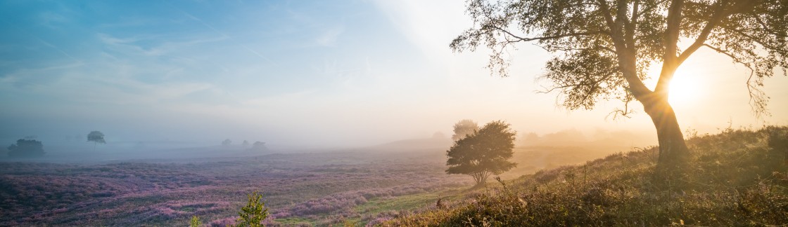 Ochtend gloren, heide, hei, Veluwe Marten Boeve Bocam Creates (4).jpg