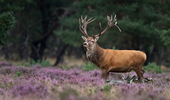 Depositphotos_126744002_xl-2015.jpg