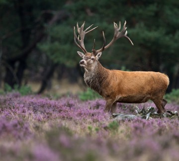 Depositphotos_126744002_xl-2015.jpg