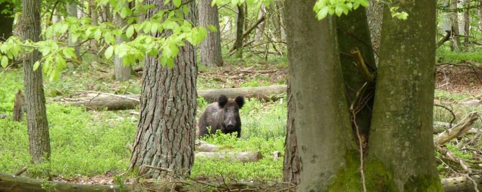 Foto gelderse streken.jpg Foto gelderse streken.jpg