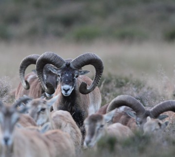 Nationaalpark De Hoge Veluwe _kudde moeflons Staf 2 Hans Drijer.jpg