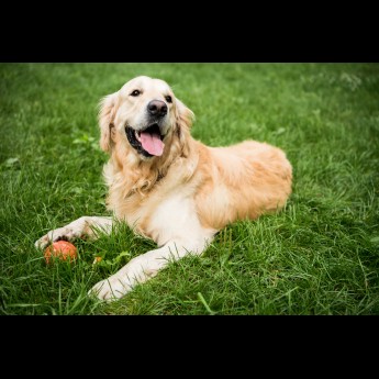 Honden toegestaan Camping de Zandhegge