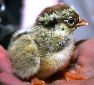 Pluimveemuseum - Kuikentje.jpg