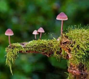 mushrooms-2798150_1920.jpg