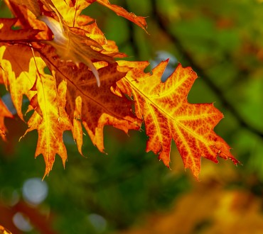 autumn-3736055_1920.jpg