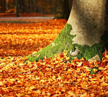 autumn-1913485_1920.jpg