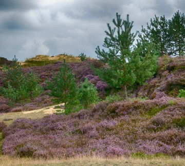 DFW - Staatsbosbeheer DFW.jpg