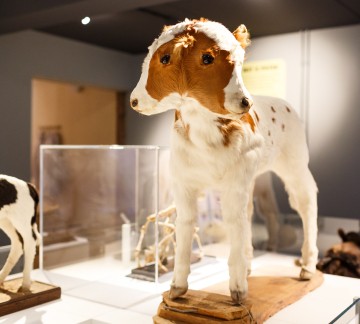Natura Docet Wonderryck Twente - kalf met 2 koppen - foto Fred Ernst.jpg