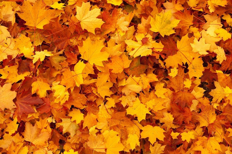autumn-83761_1280.jpg