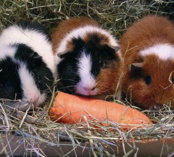 Dondertman cavias folder 2011 (2).jpg