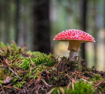 mushroom-3051519_1920.jpg